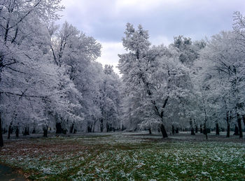 Trees on snow covered field against sky