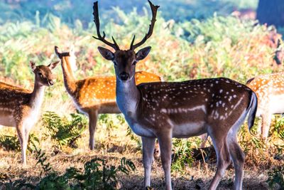 Portrait of deer standing on field in forest