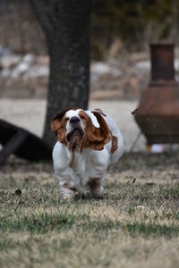 Dog running on field