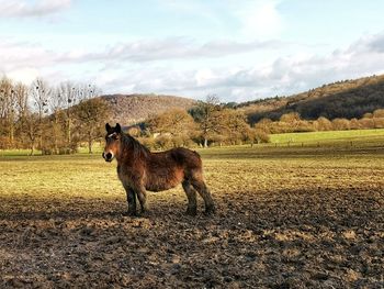 Ardennes horse standing on field against sky