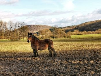 Horse standing on field against sky