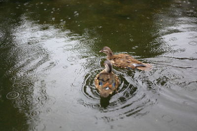 High angle view of duck swimming in lake