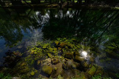 Reflection of trees in water