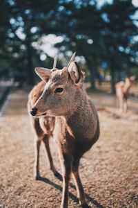 Deer standing on field