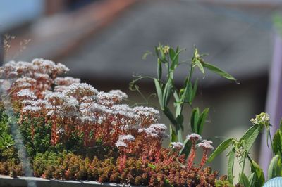 Close-up of flowering plants during winter