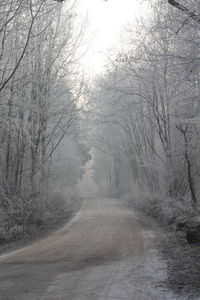 Road amidst bare trees during winter