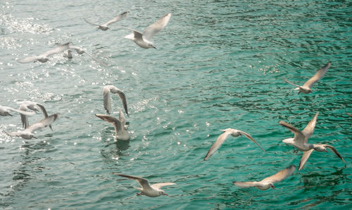 Birds swimming in water