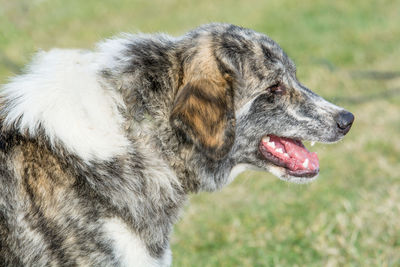 Close-up of dog on field