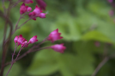 Close-up of pink flowers blooming outdoors