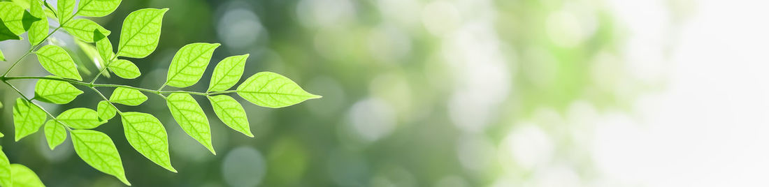 Close-up of green leaves