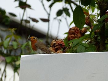 Close-up of bird perching on leaf