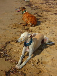 High angle view of greyhound dogs lying on sand at beach