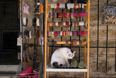 Cat sitting on shelf at market