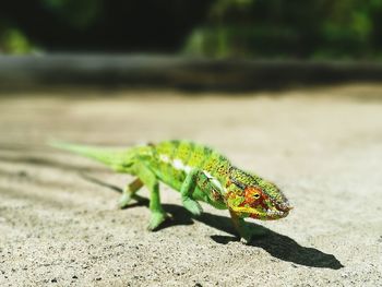 Close-up of chameleon on field