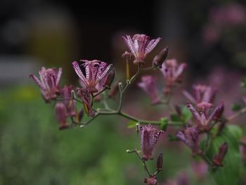 Close-up of pink flowering plant