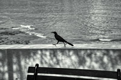 Bird perching on a railing