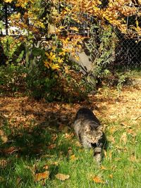 Cat lying on grass