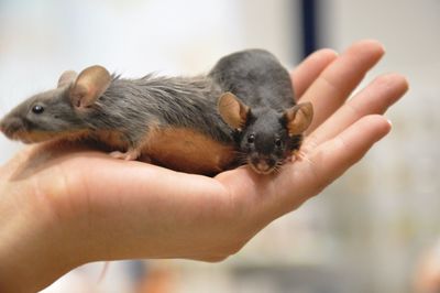 Cropped hand holding mouse