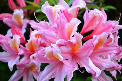 Close-up of pink flowers