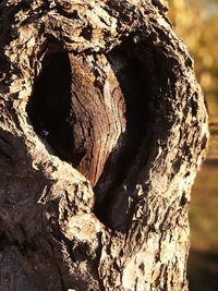 Close-up of tree trunk