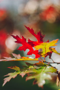 leaf
