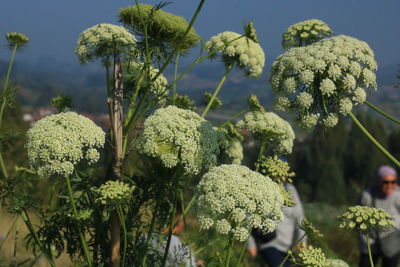 Close-up of white flowering plants