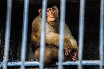 Monkey in cage at zoo