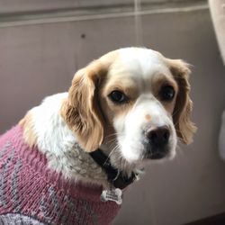 Close-up portrait of dog