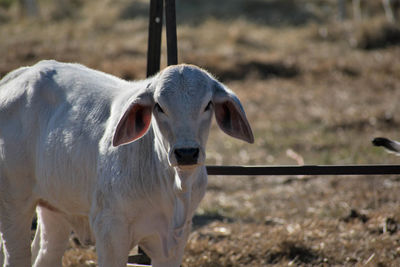 Close-up of cow standing on field