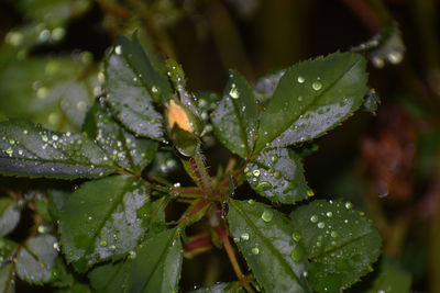 Close-up of wet plant leaves