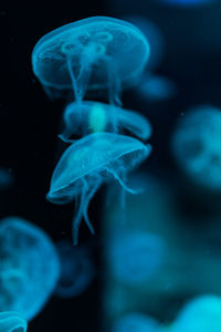 Close-up of jellyfish swimming in sea