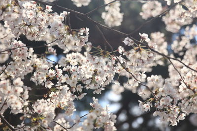 Close-up of cherry blossom tree