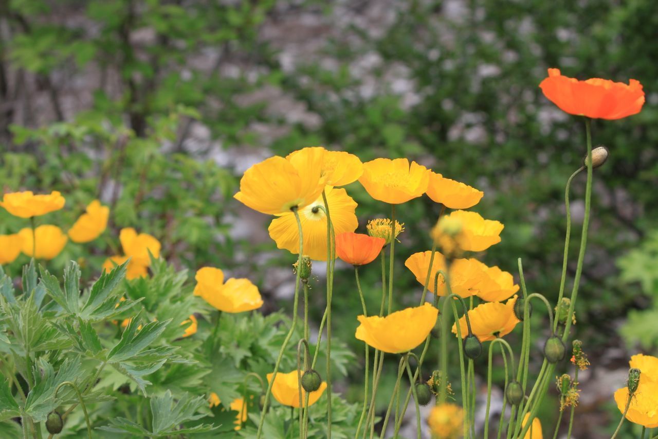 CLOSE-UP OF YELLOW FLOWERING PLANT