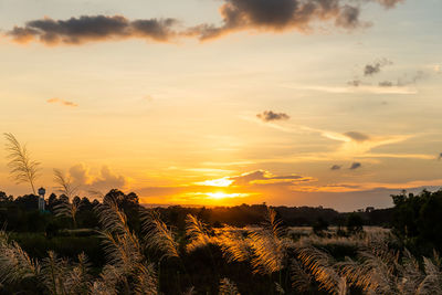 Scenic view of field against sky during sunset