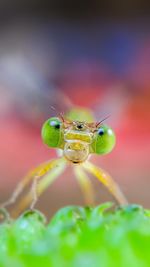 Close-up of insect on leaf