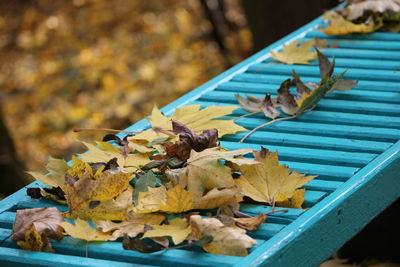 High angle view of dry leaves on wood