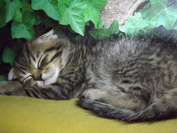 Cat sleeping on couch