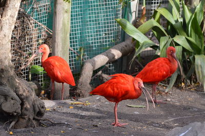 Birds on red leaves