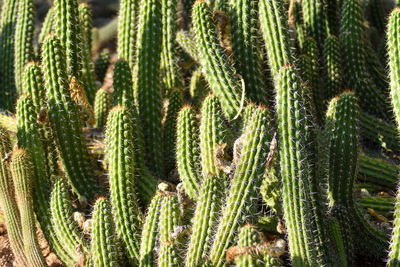 Close-up of succulent plant