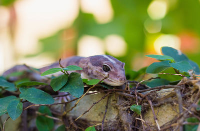 Close-up of a lizard