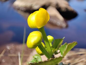 Close-up of yellow flowering plant