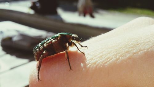 Close-up of insect on hand