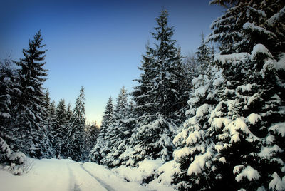 Snow covered pine trees in forest against sky