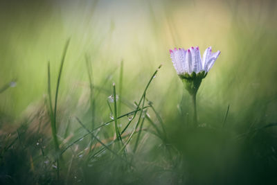 Close-up of flower blooming on field