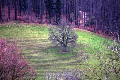 Trees in forest