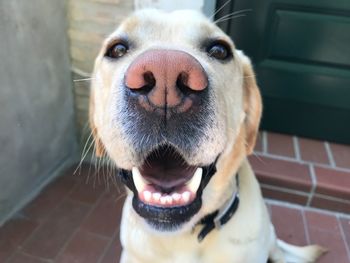 Close-up portrait of a dog