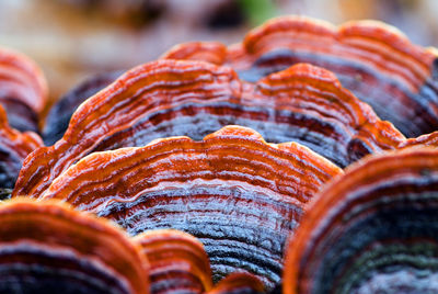 Close-up of orange mushroom