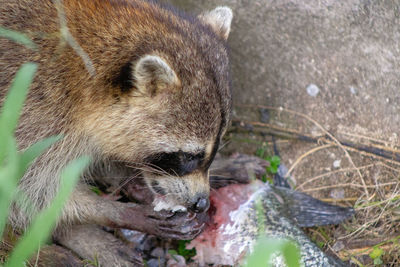 Close-up of an animal in forest