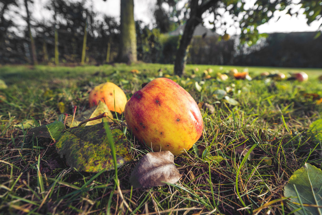 CLOSE-UP OF FRUITS ON FIELD