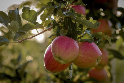 Close-up of fruit growing on tree